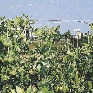 Rete per rampicanti Rampy Mini Rotolo, 1,5 x 10 m, per Coltivazione ortaggi