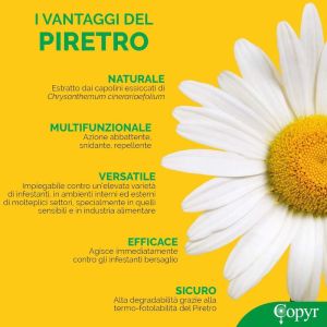 Insetticida formiche e scarafaggi efficace PBK polvere 250?gr